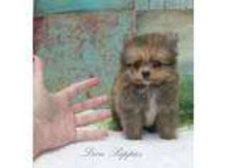 Pomeranian Puppy for sale in Mcdonough, GA, USA