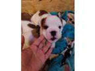 Bulldog Puppy for sale in Lyons, IL, USA