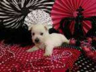West Highland White Terrier Puppy for sale in Rio Rico, AZ, USA