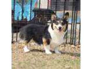 Pembroke Welsh Corgi Puppy for sale in Waterville, MN, USA