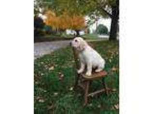 Labrador Retriever Puppy for sale in Clayton, IN, USA