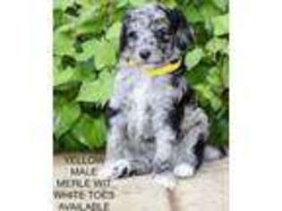 Goldendoodle Puppy for sale in Ponca City, OK, USA