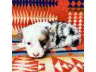Pembroke Welsh Corgi Puppy for sale in Okeechobee, FL, USA