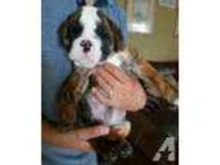 Bulldog Puppy for sale in OLATHE, KS, USA