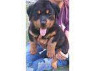 Rottweiler Puppy for sale in Hazlehurst, GA, USA