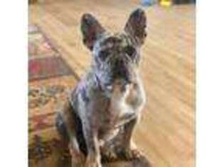 French Bulldog Puppy for sale in Gillette, WY, USA