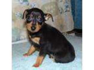 Miniature Pinscher Puppy for sale in Farber, MO, USA