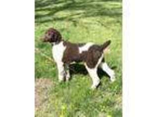 Mutt Puppy for sale in Montrose, SD, USA