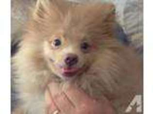 Pomeranian Puppy for sale in NAHUNTA, GA, USA