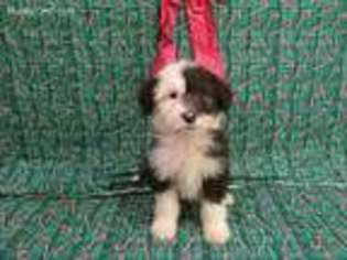 Mutt Puppy for sale in Grandview, WA, USA