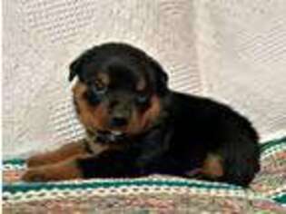 Rottweiler Puppy for sale in Arthur, IL, USA
