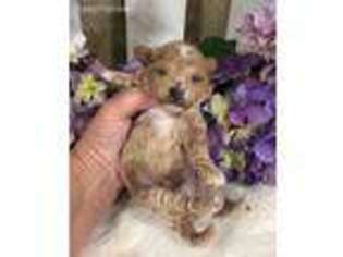 Mutt Puppy for sale in Spiro, OK, USA