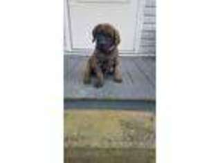 Mastiff Puppy for sale in Gadsden, AL, USA