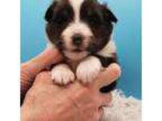 Shetland Sheepdog Puppy for sale in Waynesville, GA, USA