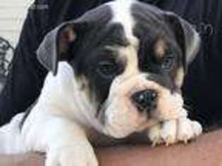 Bulldog Puppy for sale in Keenesburg, CO, USA
