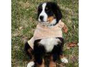 Bernese Mountain Dog Puppy for sale in Owosso, MI, USA