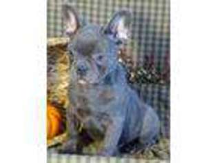 French Bulldog Puppy for sale in Hagerstown, IN, USA