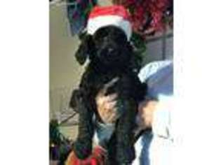 Schnoodle (Standard) Puppy for sale in Sunbury, OH, USA