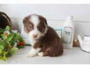 Miniature Australian Shepherd Puppy for sale in Billings, MT, USA