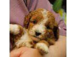 Goldendoodle Puppy for sale in Geneva, IN, USA