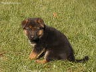 Mutt Puppy for sale in Flintville, TN, USA