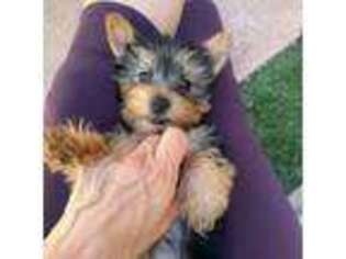Yorkshire Terrier Puppy for sale in Solana Beach, CA, USA