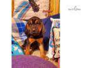 Bloodhound Puppy for sale in Phoenix, AZ, USA