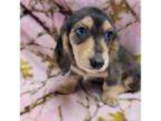 Dachshund Puppy for sale in Fayetteville, TN, USA