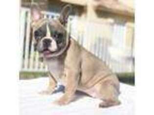 French Bulldog Puppy for sale in Pembroke Pines, FL, USA