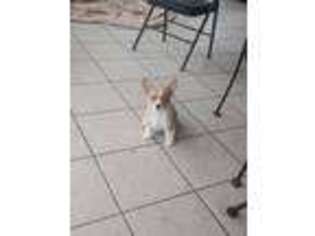 Pembroke Welsh Corgi Puppy for sale in Bowdon, GA, USA