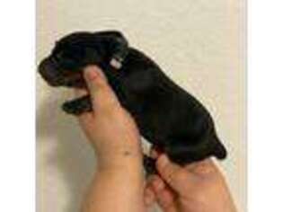 Doberman Pinscher Puppy for sale in Conroe, TX, USA