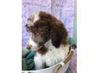 Mutt Puppy for sale in Oakdale, CT, USA