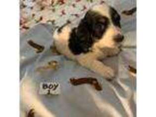 Dachshund Puppy for sale in Coram, NY, USA