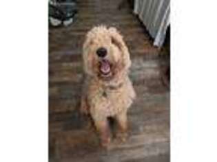 Goldendoodle Puppy for sale in Six Mile, SC, USA