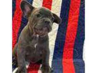 French Bulldog Puppy for sale in Bay City, TX, USA