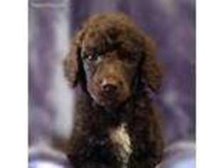 Mutt Puppy for sale in Alpine, AL, USA