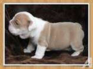 Bulldog Puppy for sale in CIBOLO, TX, USA