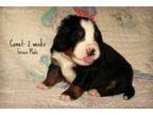 Bernese Mountain Dog Puppy for sale in Gallipolis, OH, USA