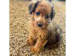 Mutt Puppy for sale in Lapoint, UT, USA