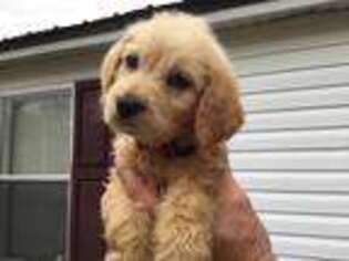 Labradoodle Puppy for sale in Liberty, SC, USA