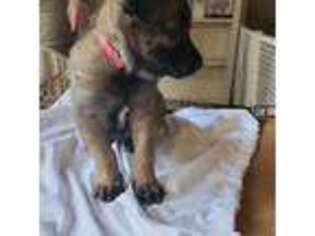 Belgian Malinois Puppy for sale in Freeport, NY, USA