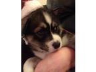 Siberian Husky Puppy for sale in Euclid, OH, USA