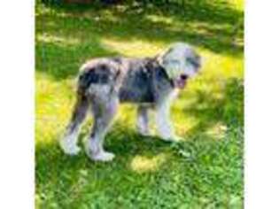 Old English Sheepdog Puppy for sale in Peru, IL, USA