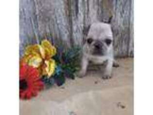 Pug Puppy for sale in Stratford, WI, USA