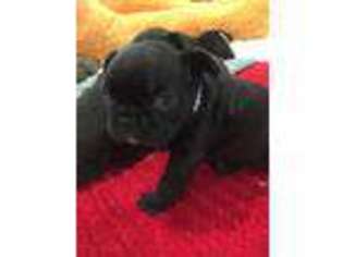 French Bulldog Puppy for sale in Weatherford, OK, USA