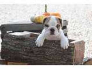 Bulldog Puppy for sale in Portland, IN, USA