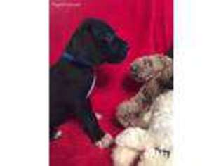 Great Dane Puppy for sale in Blanchard, OK, USA