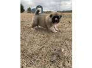 Akita Puppy for sale in Canton, TX, USA