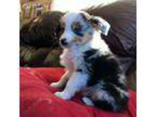 Miniature Australian Shepherd Puppy for sale in Westcliffe, CO, USA