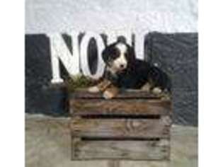 Bernese Mountain Dog Puppy for sale in Baltic, OH, USA